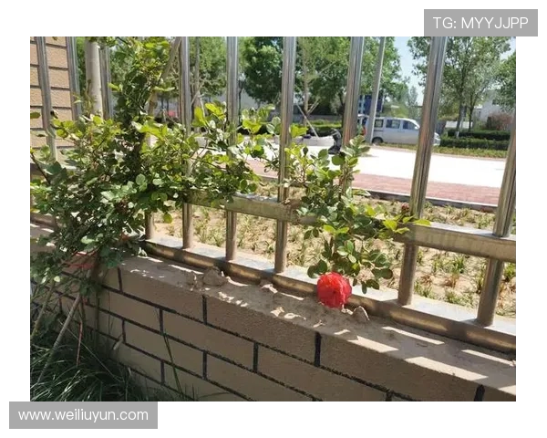 开云网页版登录账号注册流程及注意事项详尽说明帮助新用户快速入门